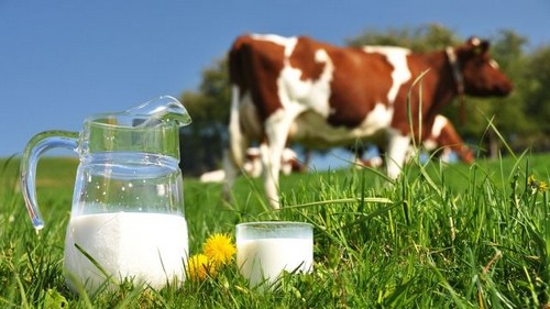 Sữa non từ bò