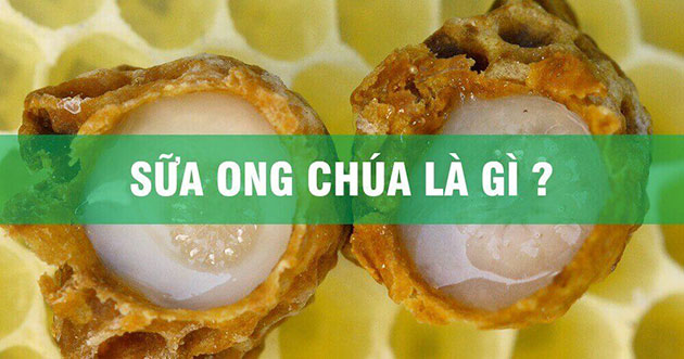 sữa ong chúa là gì