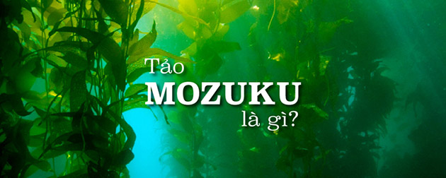 Tảo nâu Mozuku - Lý do Fucoidan Nhật Bản được lựa chọn sử dụng nhiều nhất