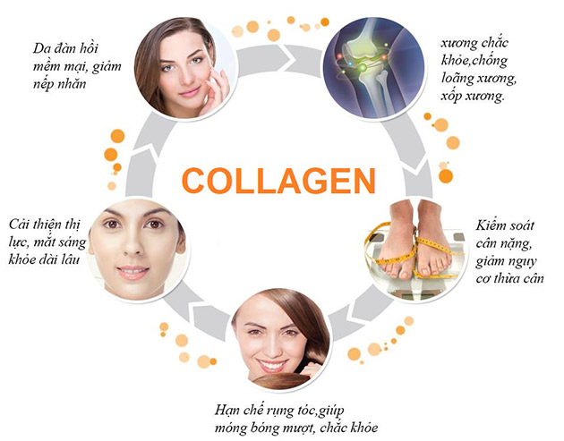 Collagen đóng vai trò gì đối với sức khỏe