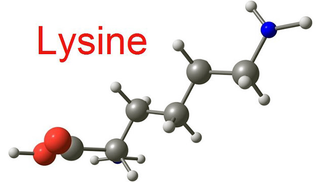 Lysine là thành phần chính của Lysine Step Up