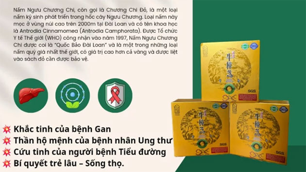 Lợi ích khi dùng Nấm Ngưu Chương Chi